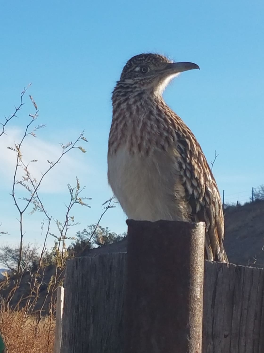 Road runner perched on a post