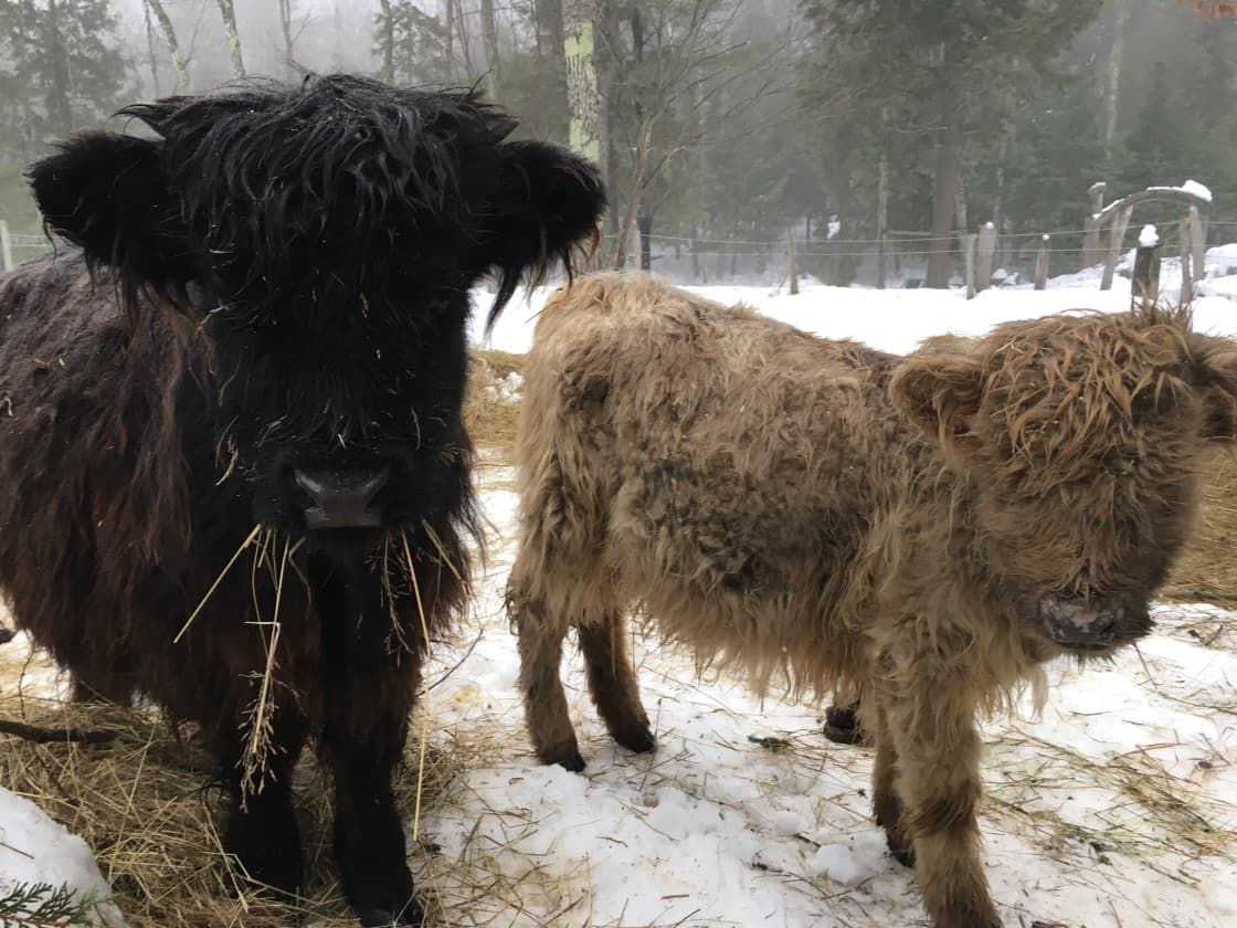 Ollie and Lucy young Scottish Highlander Cattle