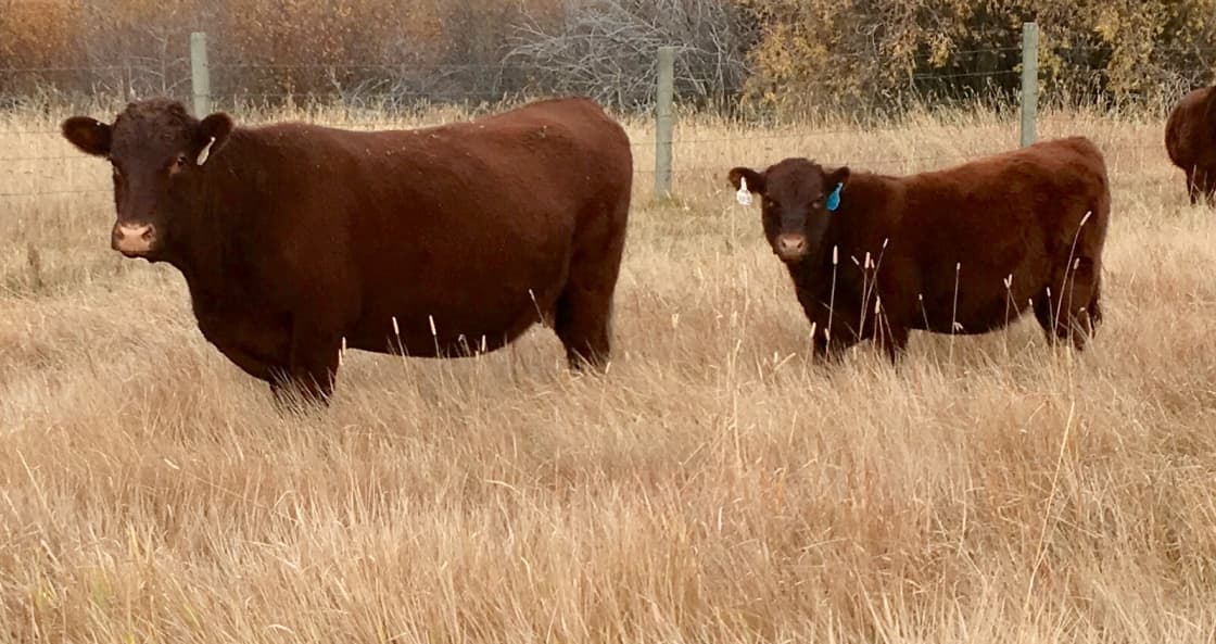 By October, camping is cooler, big game seasons opens, and our calves have grown!