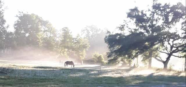 Early morning on the farm.