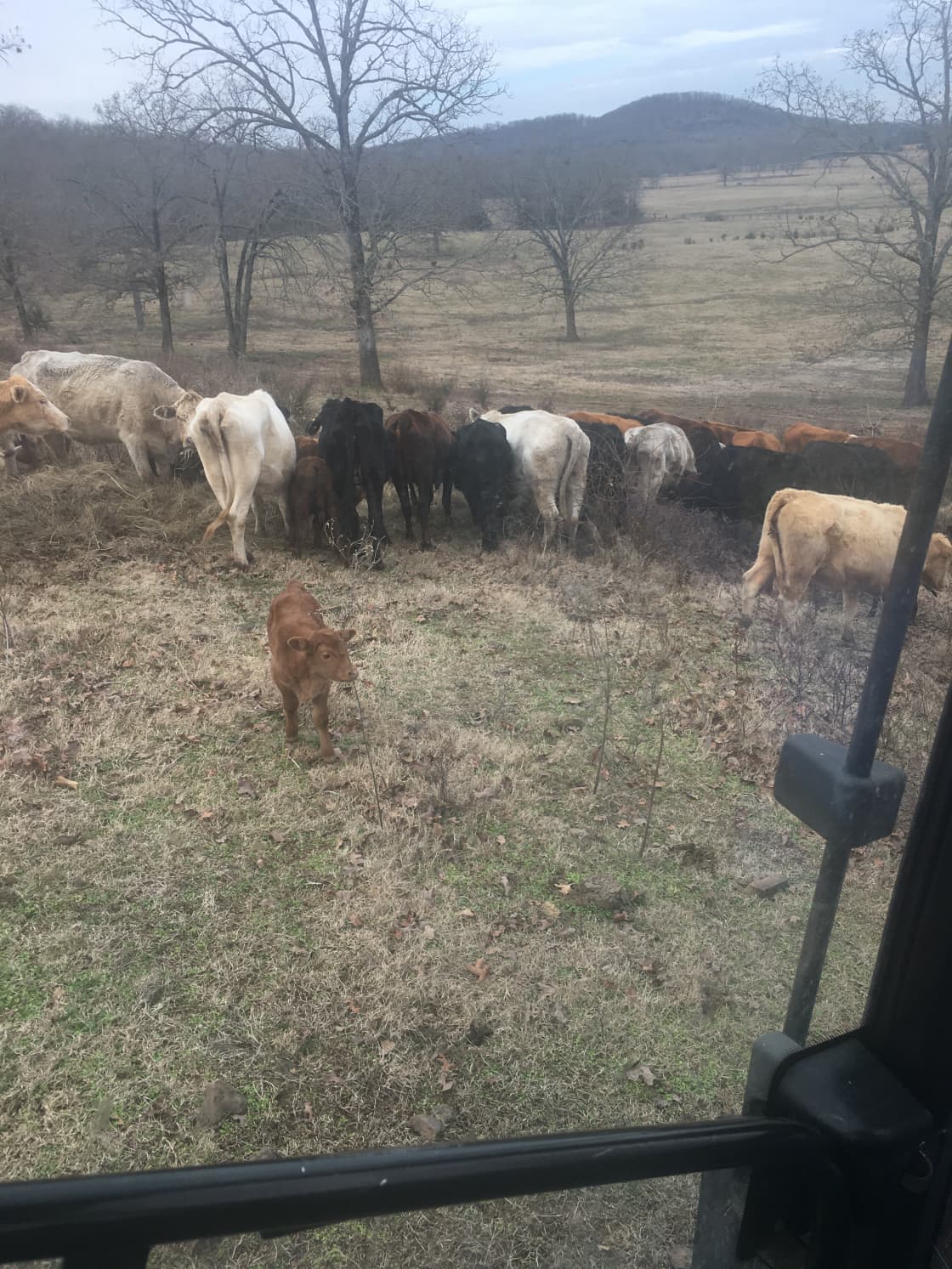 Feeding the cattle