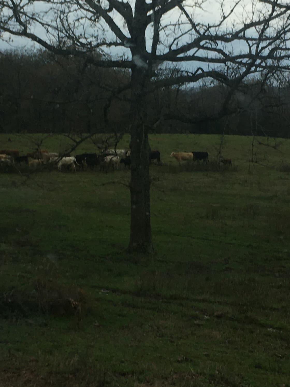 More cows