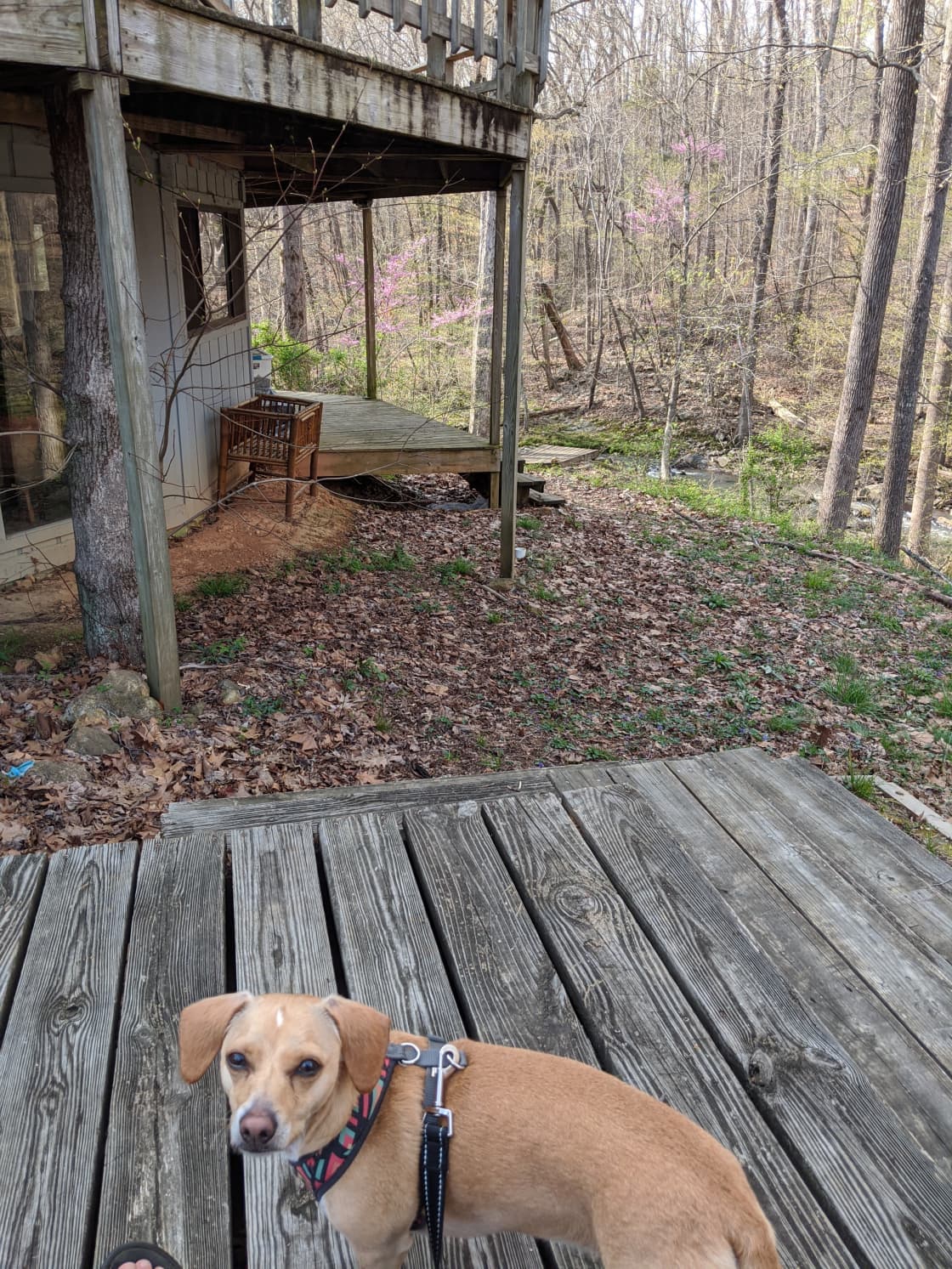 My very cute dog and part of the porch on the main house