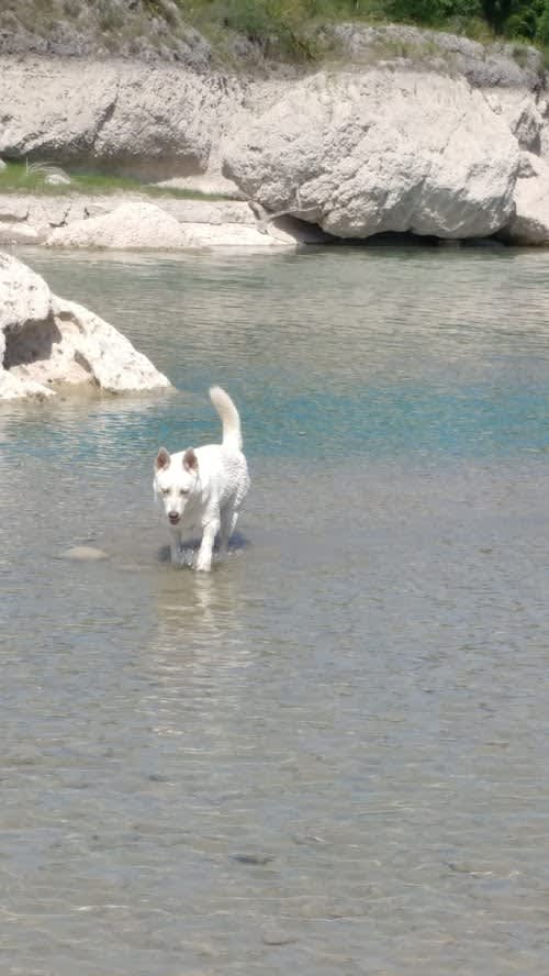 Our Aspen in the river April 2020