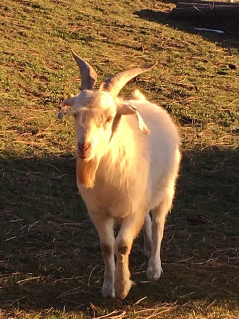 This is "Adam", our New Zealand Kiko Herdsire at approximately one year of age.
We raise 100% pure-bred, DNA tested, and registered, New Zealand Kiko Goats, and 100% pure-bred, and registered, American Kikos Goats.