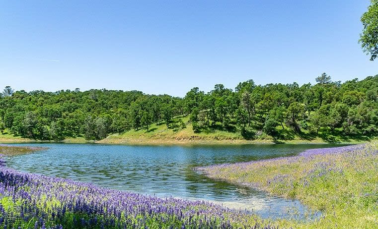 This "private" cove is a short walk from the campsite - it changes season to season, but during the spring it is filled with beautiful fragrant purple flowers like you see in this photo!