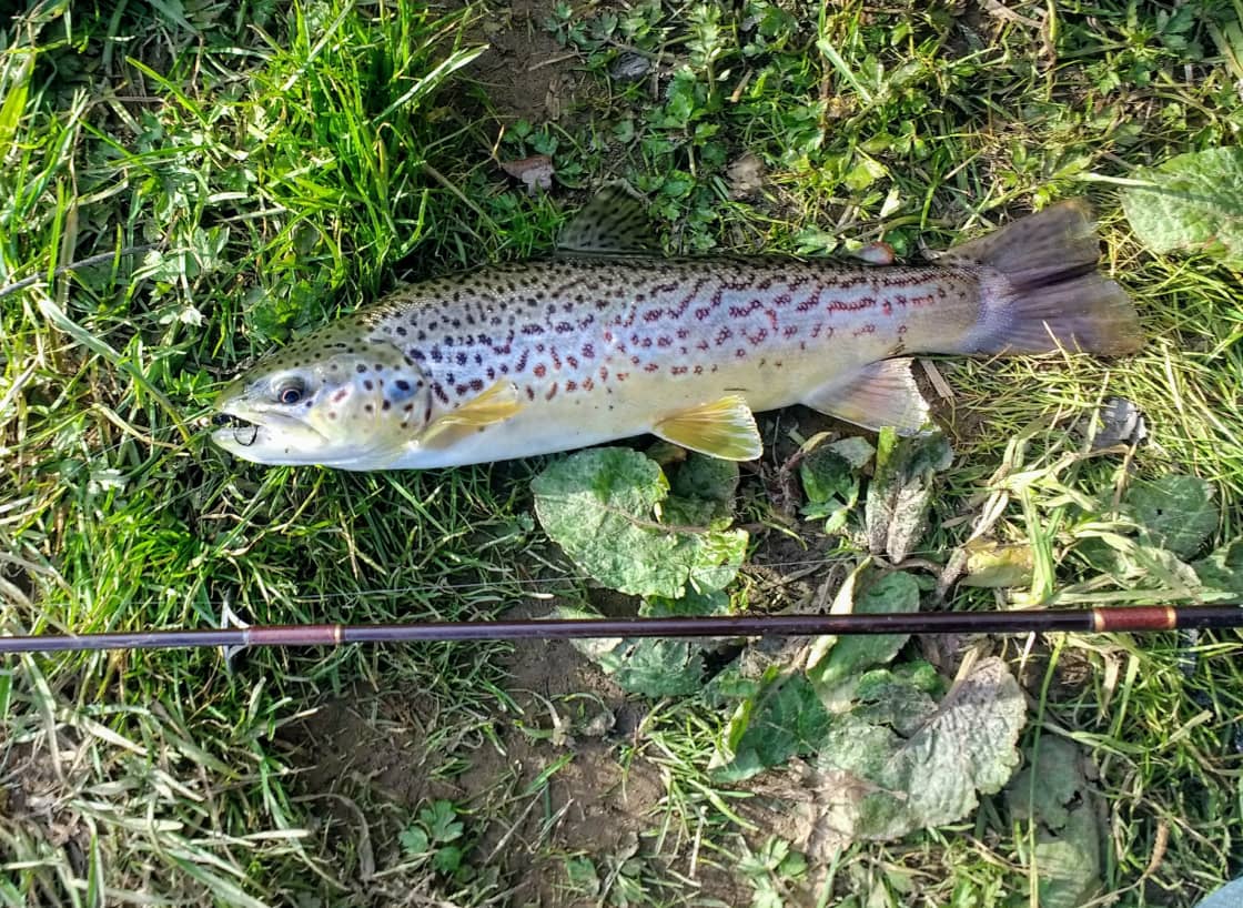 Fishing is a popular sport in Potter County. Here is a Brown Trout about 11-1/2 inches catch on a streamer using a spinning rod. This one was released back to Freeman Run.