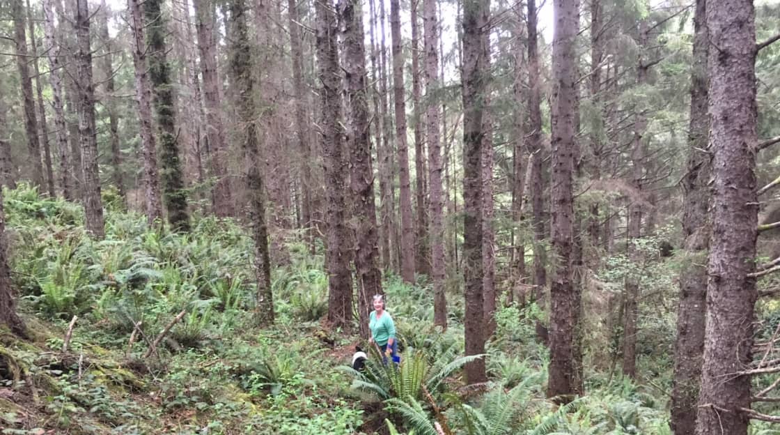 A glimpse of our spruce forest. Here, we're foraging for chantrelles. (November and May are key seasons.)