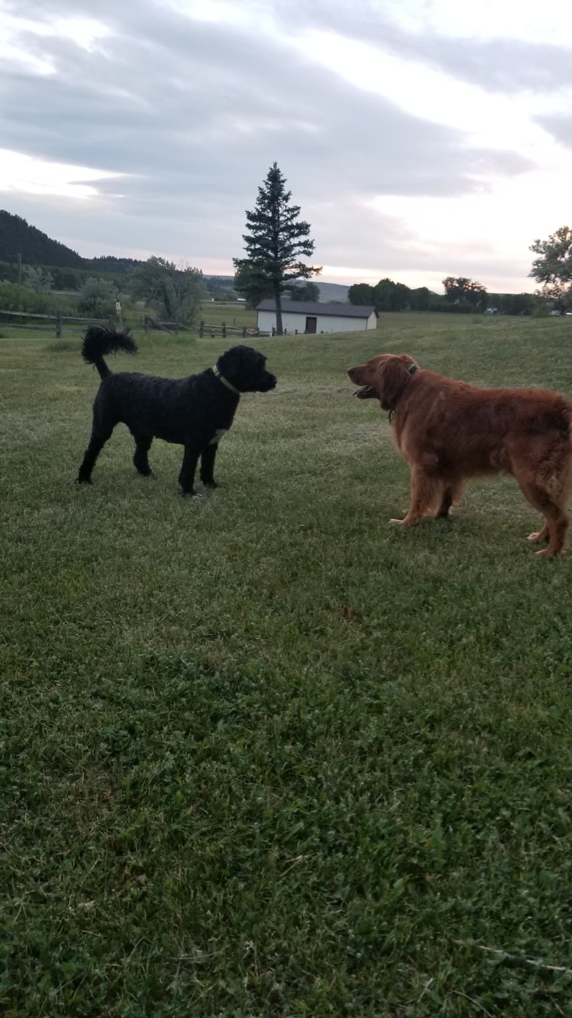 Our golden retriever, Sand, playing with another hipcamper!