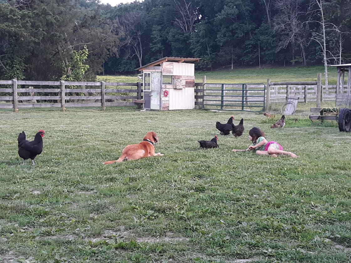 Hanging with the chickens