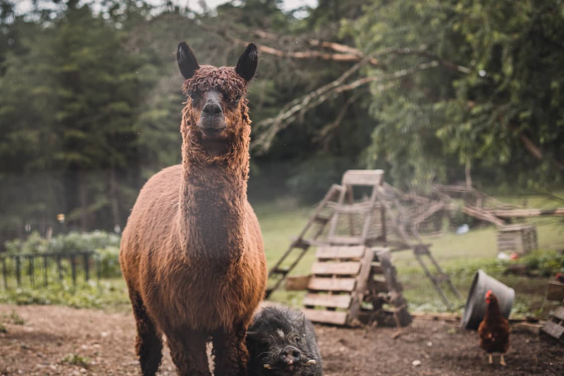 The friendly resident alpaca and his best friend, a potbellied pig! The two are inseparable 