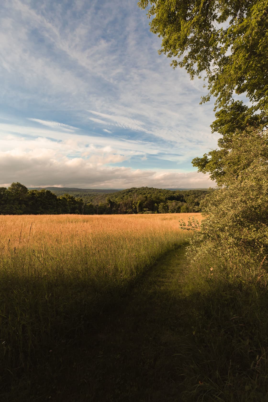 Gorgeous paths through the meadow