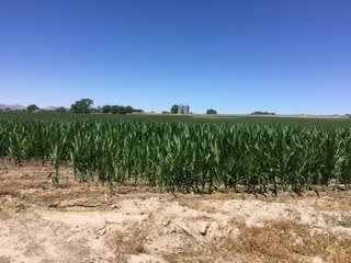 Corn field close to potential camp site 