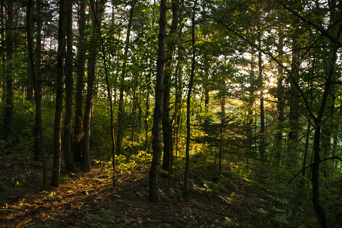 Pine woods at sunset ( Wildlife Trail )