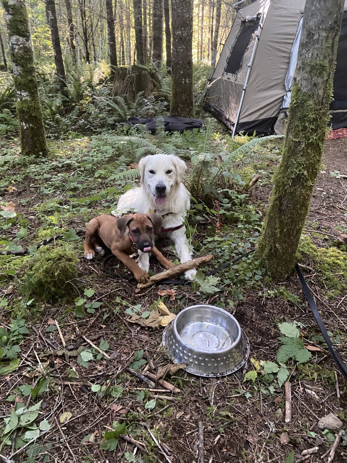 Sweet dogs loving forest camp