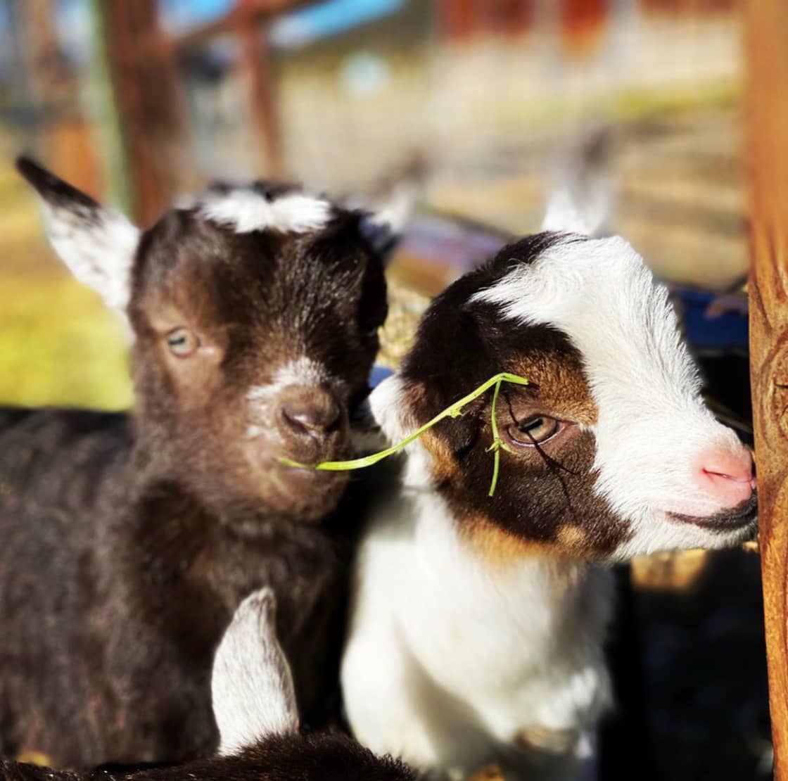 Baby goats 