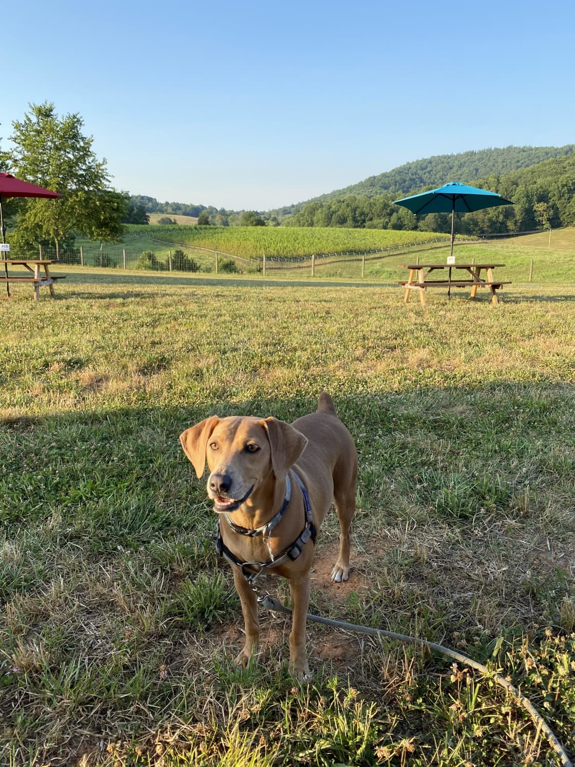 Willow enjoying the nearby Winery