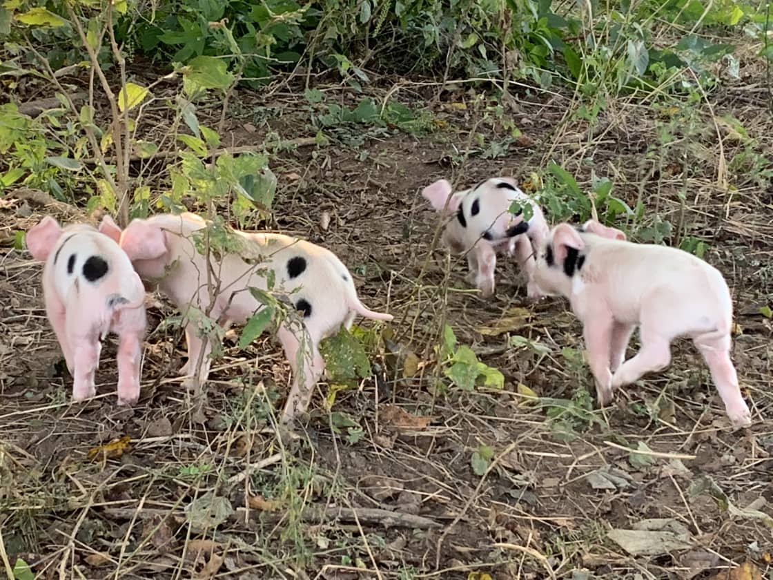 Pigs are born on pasture.