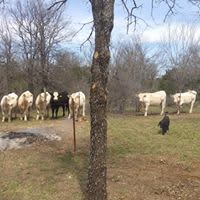 Our neighbors cows often watch us with curious eyes from across the fence