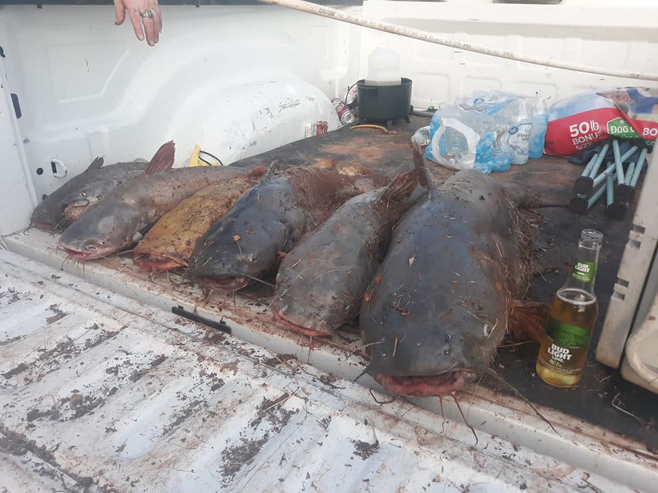 But the 40 pounder was small next to the 60 pounder on the right. That was 157 pounds of catfish caught in 12 hours here