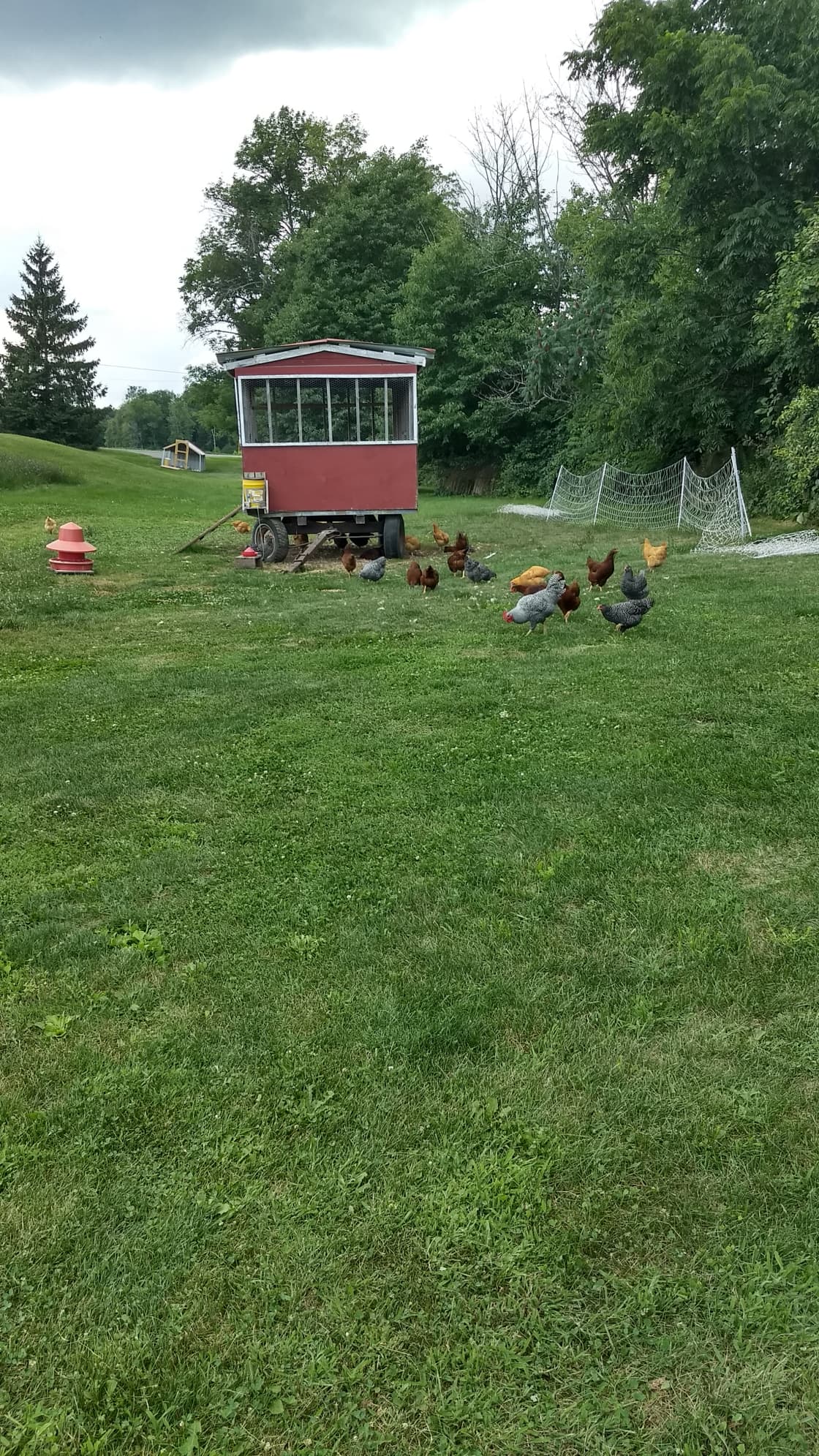Happy chickens on our farm!