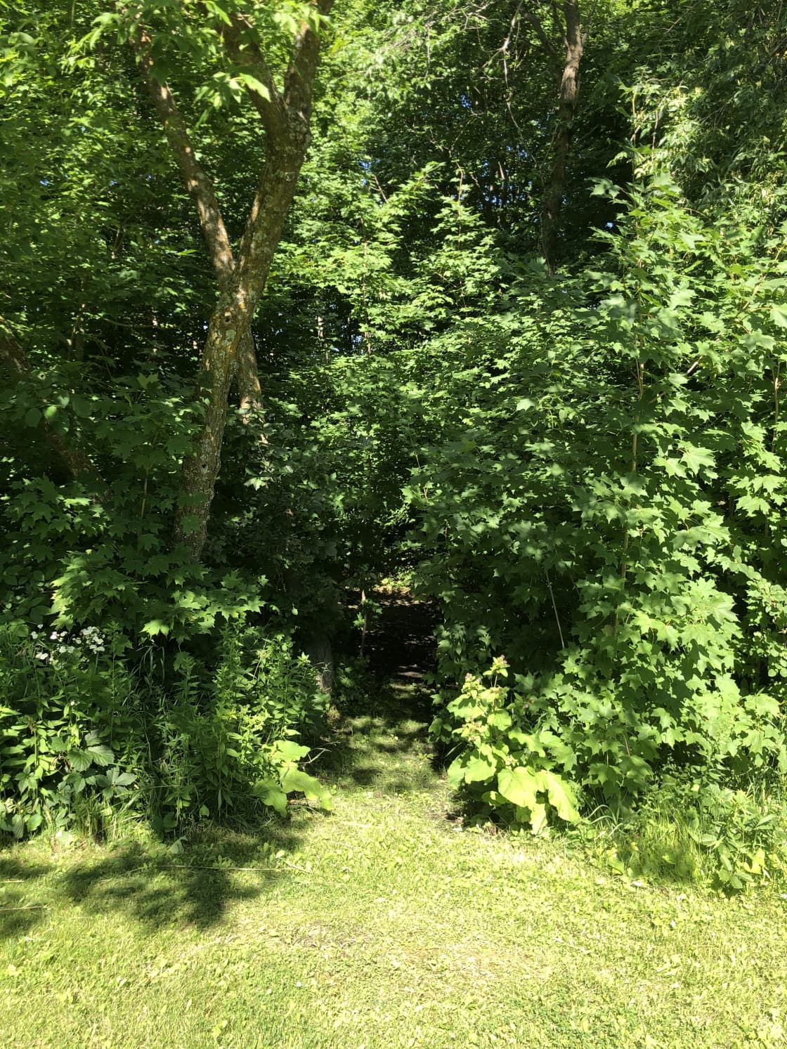 Entrance to a tent site tucked into the woods that will also have a platform in time.