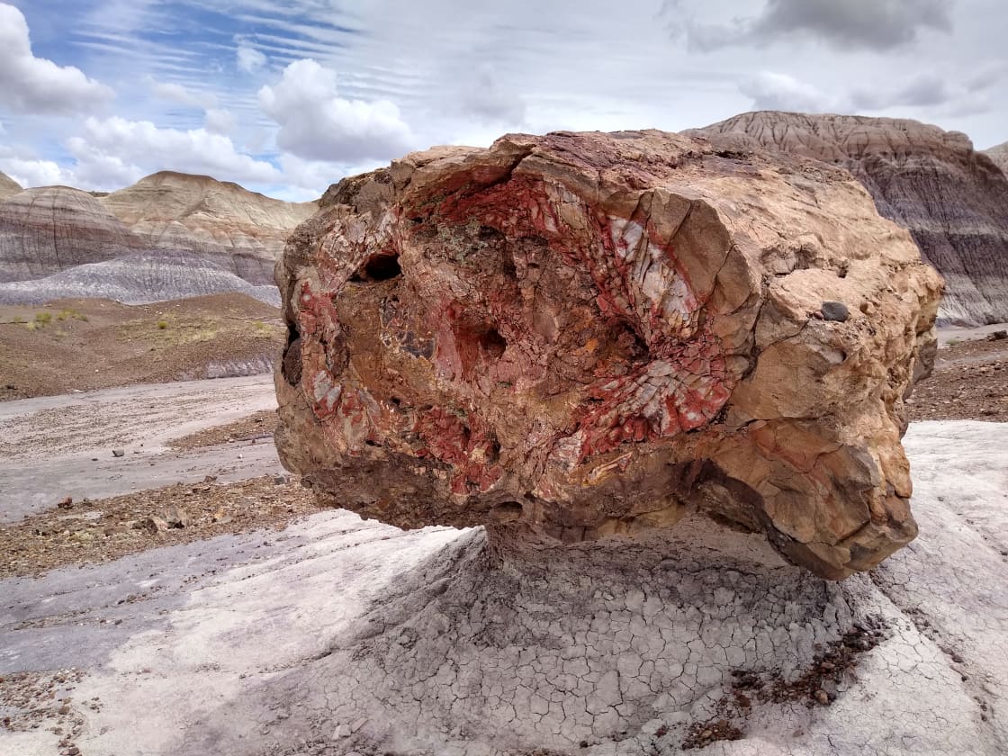 Petrified Wood found at Blue Mesa