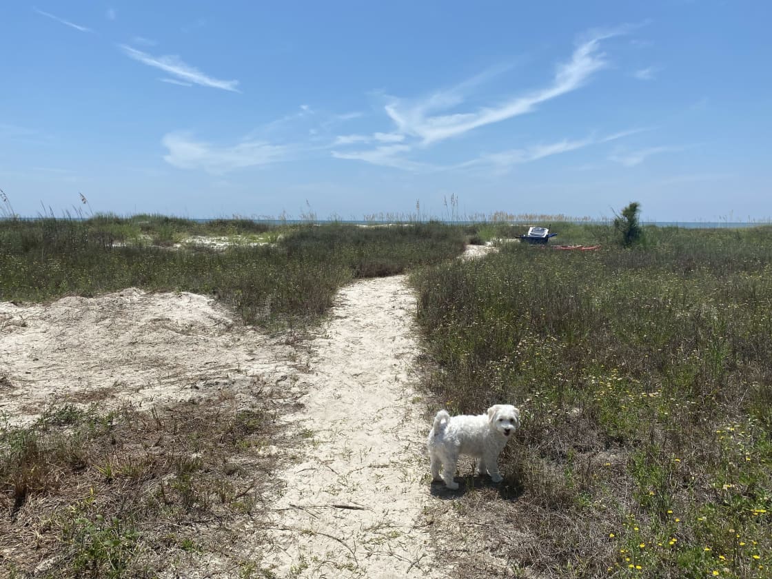 Dogs love the beach path