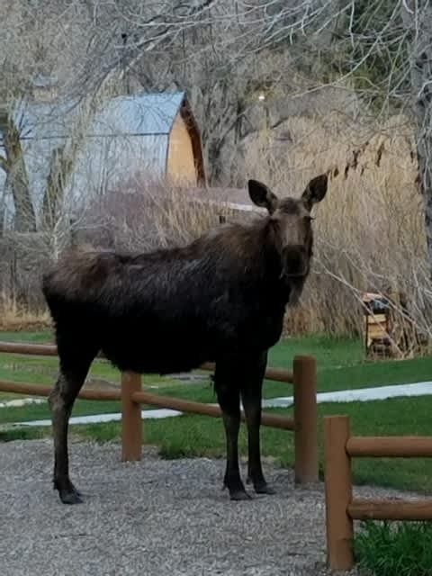 A young moose visits often