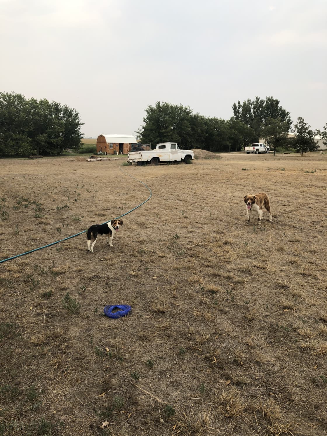These are our pups. The larger one is Cletus, he likes playing frisbee. And the smaller one is Boots, he is a unique character. They are both extremely friendly. In the back of this photo, you can see the building that has the chicken pen attached.