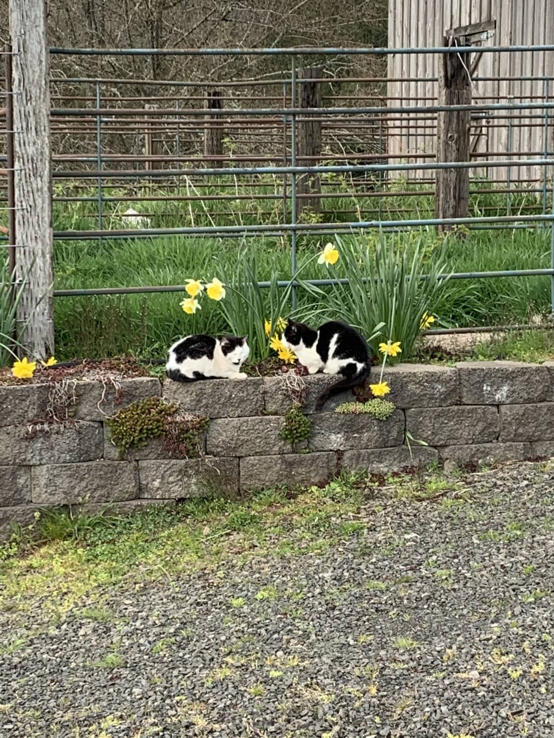 Barn cats enjoying the rock wall