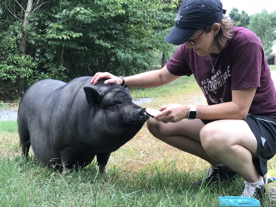 Priscilla the pot-bellied never met a stranger with a treat