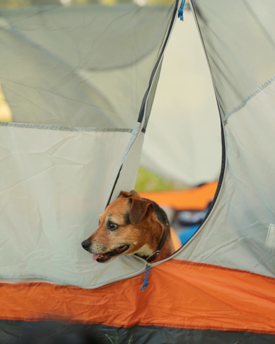 When camping with dogs, always make sure to search for dog-friendly camp sites before heading out. It’d be quite the bummer to drive all the way out to your camp site only to discover there are no dogs allowed. 