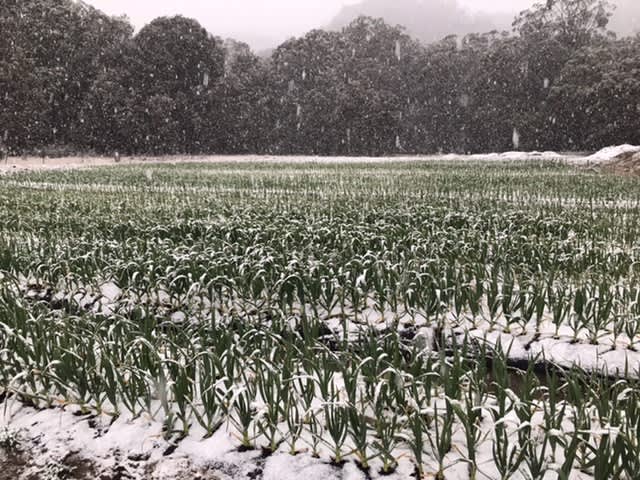 Our garlic during winter snow.