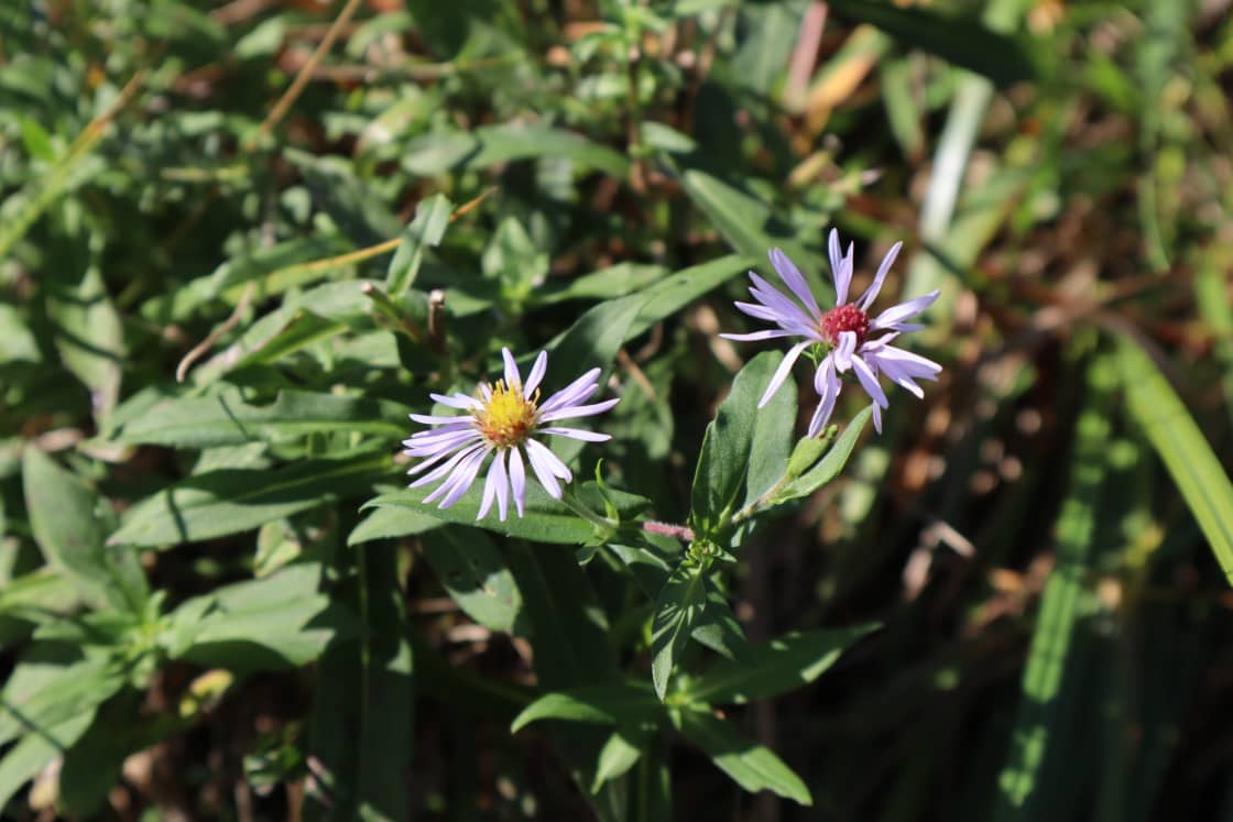 Georgia aster was in bloom in late October. 