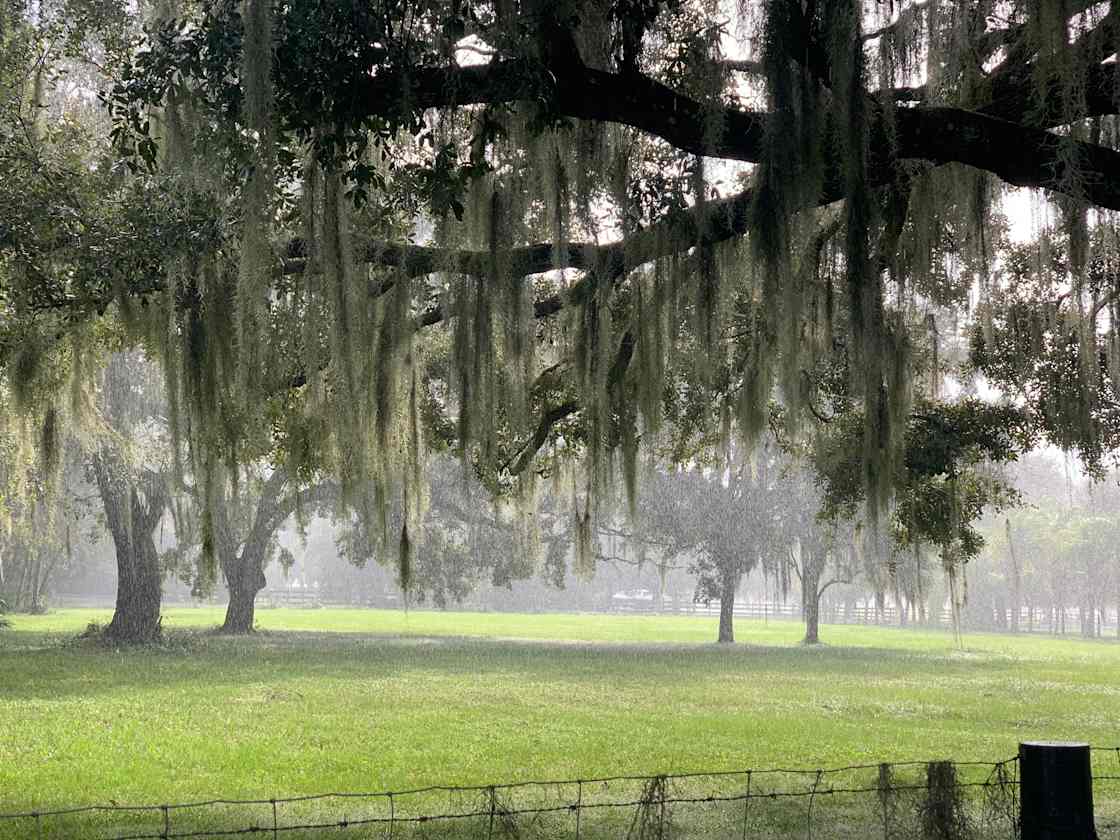 Blossom Groves Farm Hipcamp in Arcadia, Florida