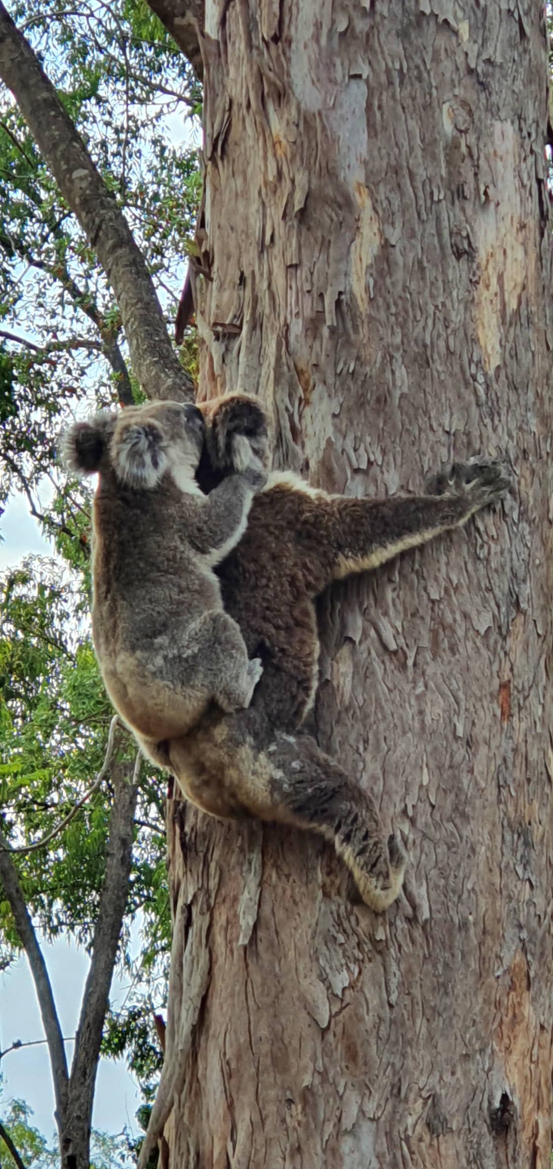 The local Koalas roam around the local properties so you may see them and may not. This shot was taken right next to our carport.