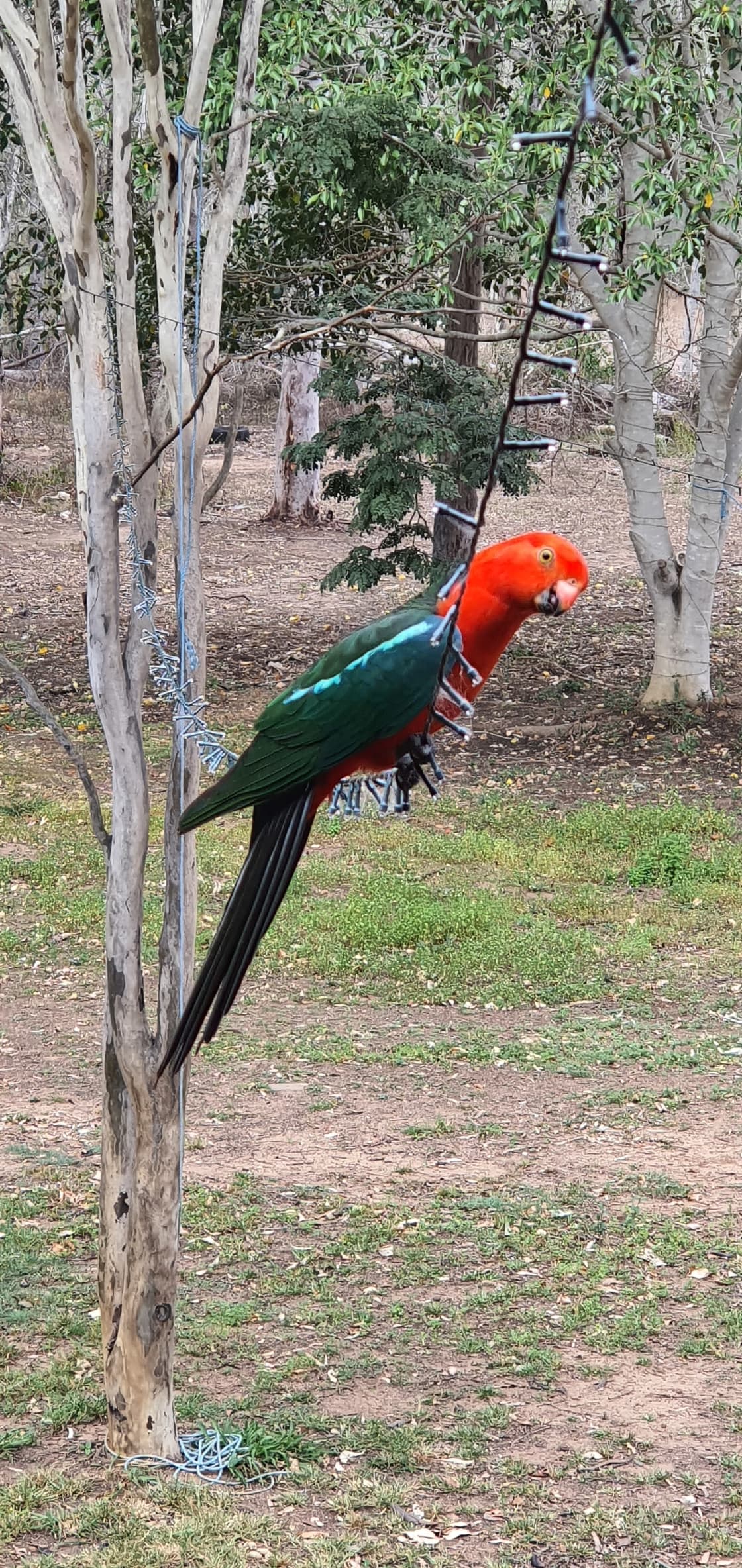 Lot os King Parrots, Whip Birds and other species all year round.