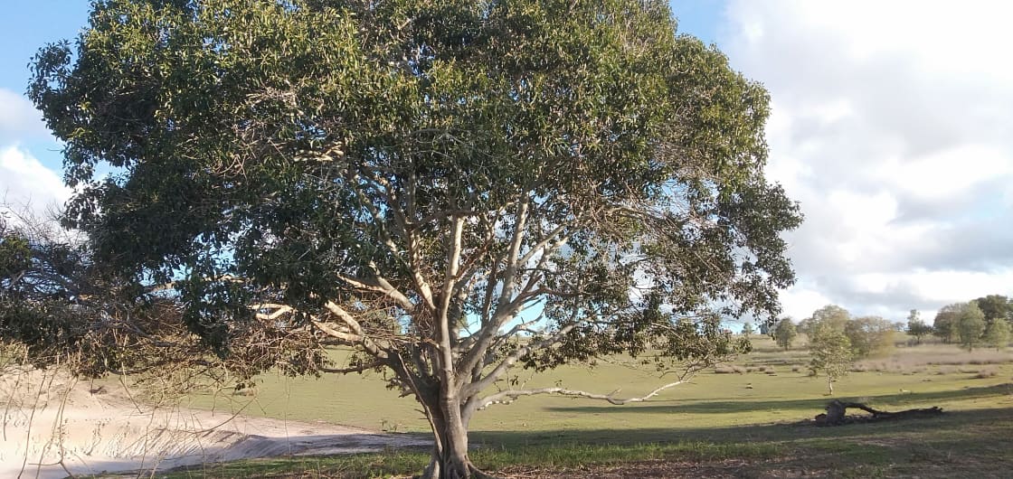 Plenty of shade under the fee tree that dot around the property