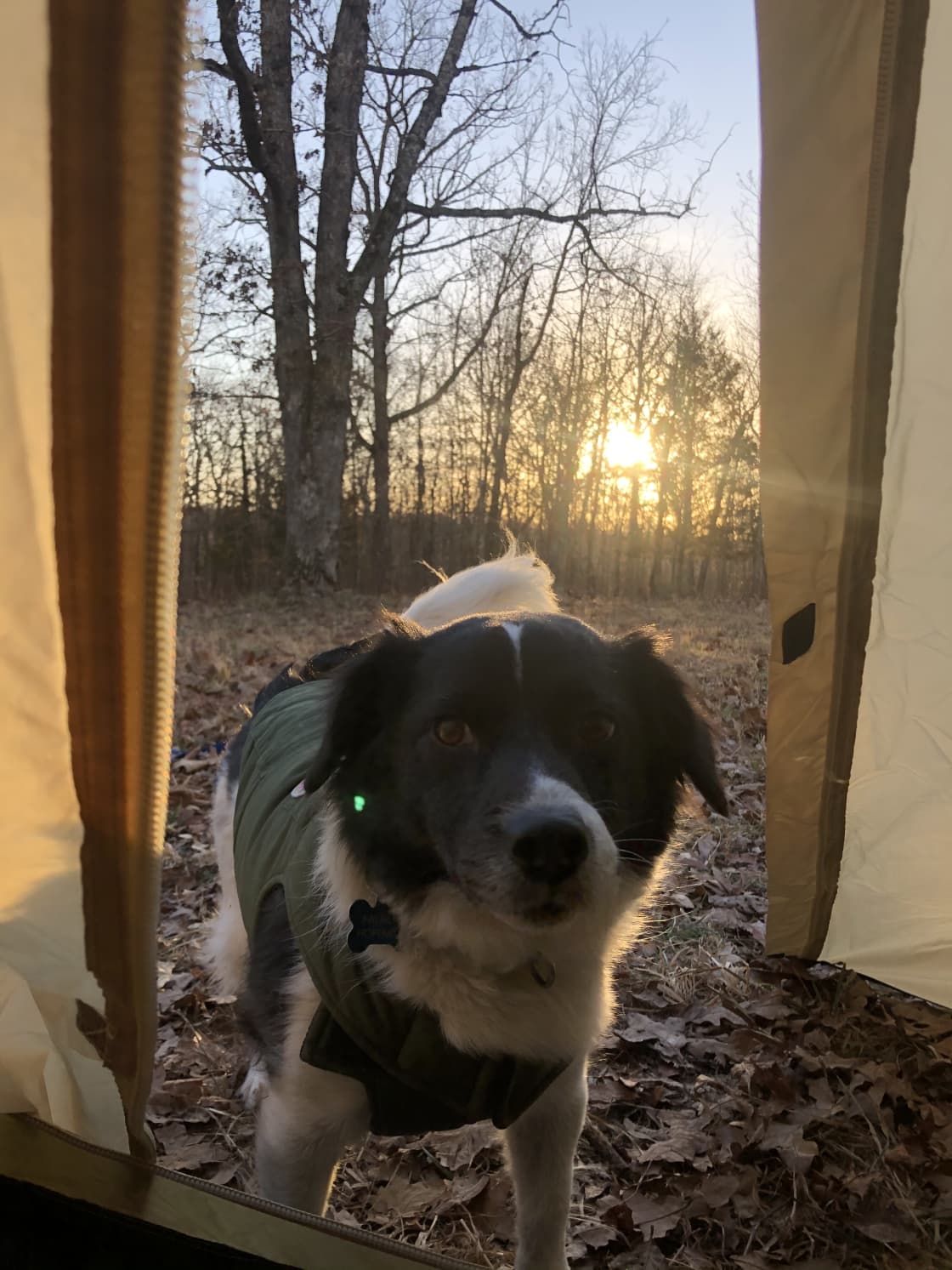 Sunrise and pup is ready to roll