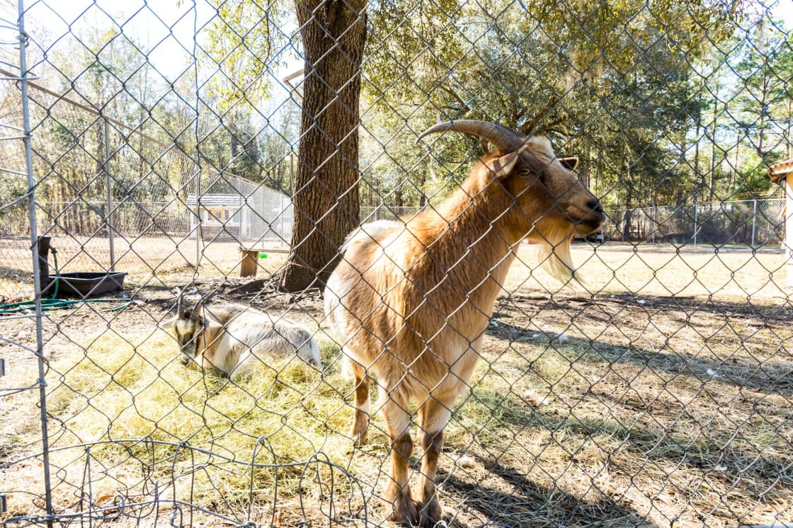 Oak the Goat- Our Tribe will likely greet you during your stay!