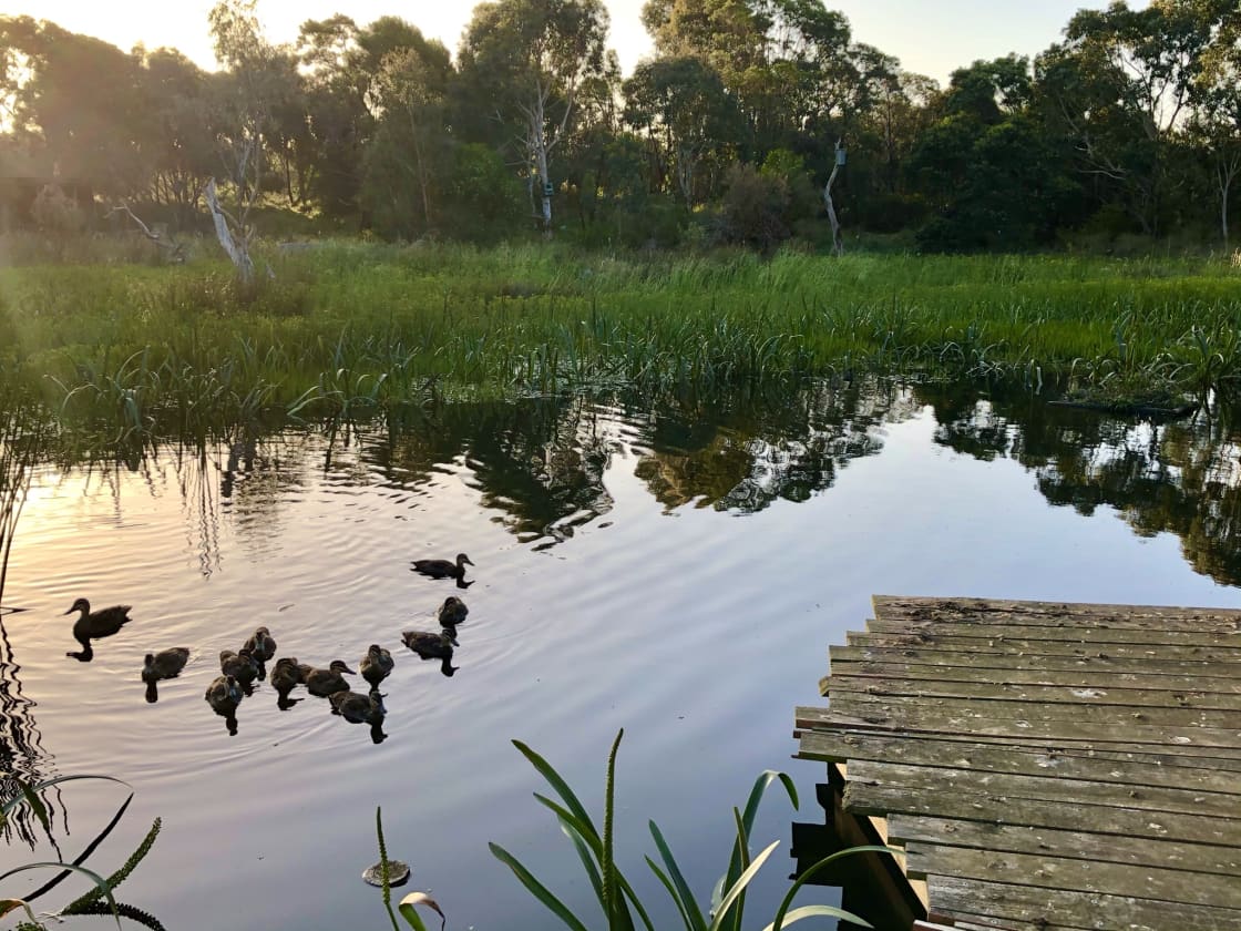 Ducks in the wetland