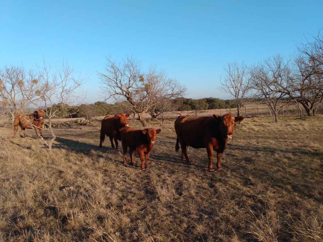 Grady Groves Ranch - Lampasas, TX