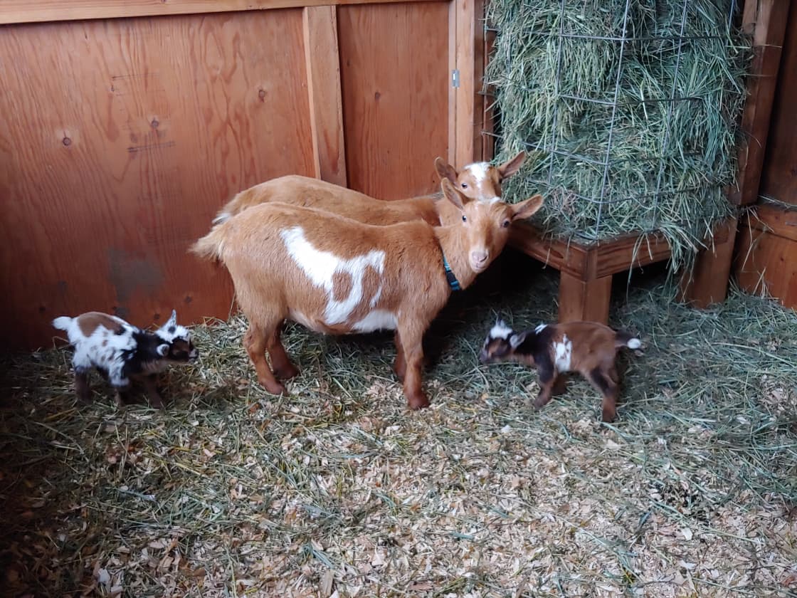 3 baby goats born Jan 21