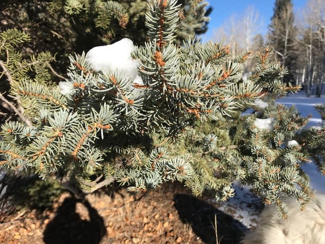 Colorado State Tree - The Blue Spruce