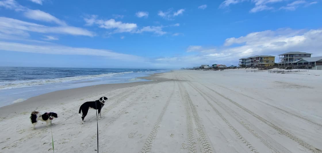 Lenny and Sofie enjoying the dog friendly beach.