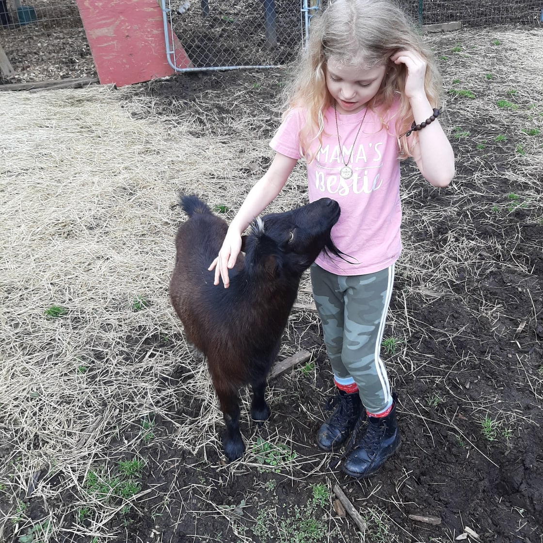 Goats and Birds at Hideaway Farm