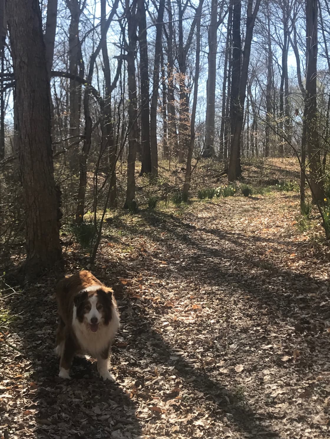 Apollo the Spirit Dog on a hike