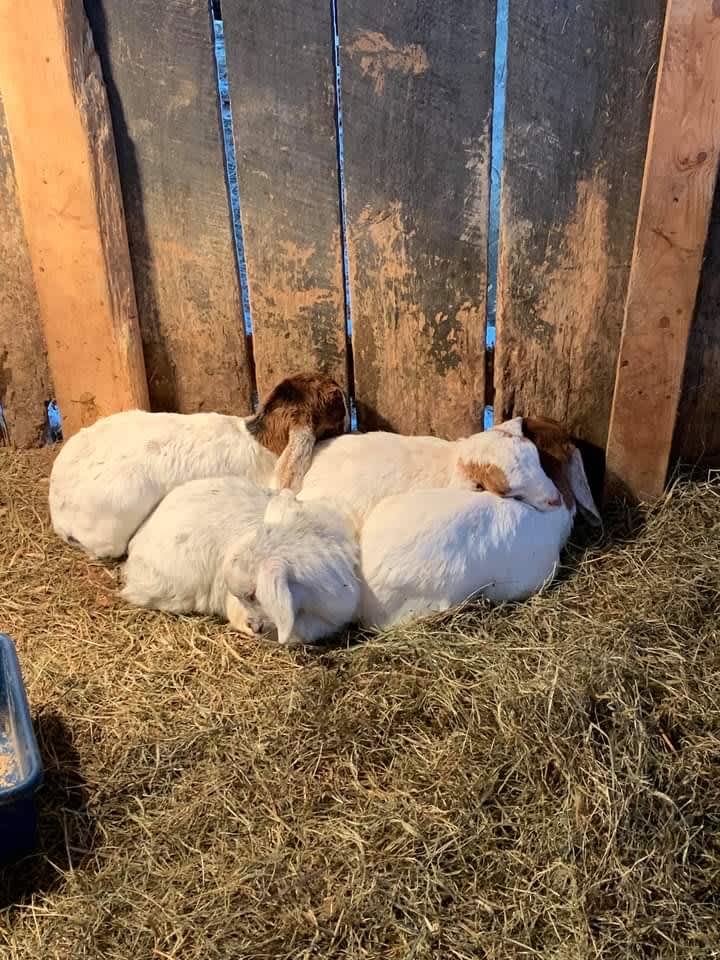 Always babies at the farm