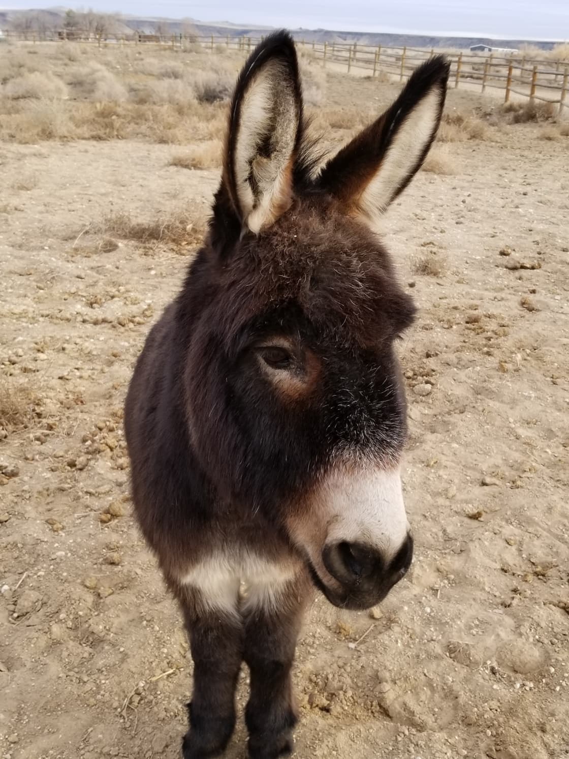 This is Sancho our miniature donkey